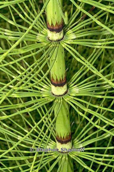 equisetum telmateia ssp braunii 3 graphic